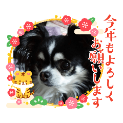 [LINEスタンプ] ハルくん ありがとう