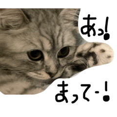[LINEスタンプ] キラニノ