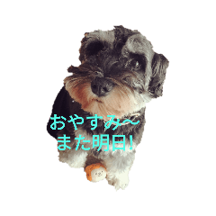 [LINEスタンプ] 可愛いシュナちゃん