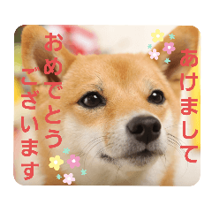 [LINEスタンプ] さくらのお正月