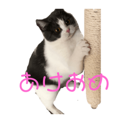 [LINEスタンプ] おうち猫はなちゃんのスタンプ お正月2022