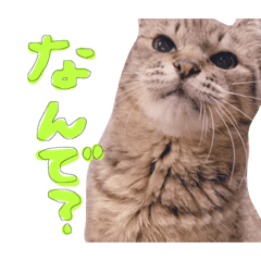 [LINEスタンプ] またむね