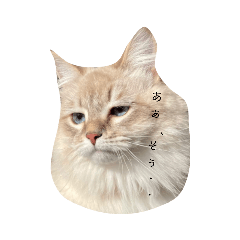 [LINEスタンプ] ボクは猫なのか？