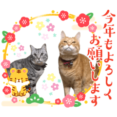 [LINEスタンプ] Tabby cats 年末年始2022