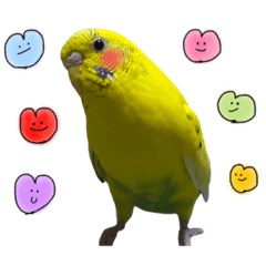 [LINEスタンプ] セキセイインコたちの平和な日常 第二弾