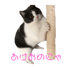 [LINEスタンプ] おうち猫はなちゃんのスタンプ 正月2022