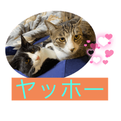 [LINEスタンプ] うちの猫達だお