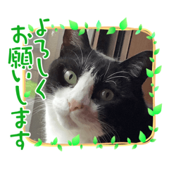 [LINEスタンプ] 猫のシンちゃん2