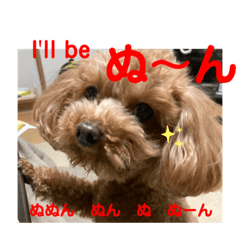 [LINEスタンプ] トイプードルとマルプーの日常2