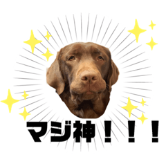 [LINEスタンプ] ずんずん茶ラブのあんずパート2