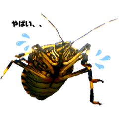 [LINEスタンプ] Insect 昆虫君