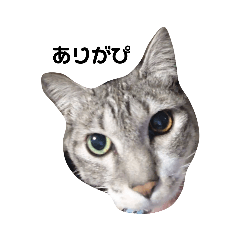 [LINEスタンプ] どたねこぎんてゃ