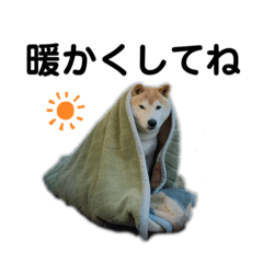 [LINEスタンプ] 冬の柴犬だい
