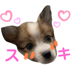 [LINEスタンプ] 第1弾 レオのスタンプ