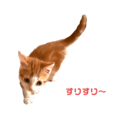 [LINEスタンプ] 平和町ネコ村〜猫たちのゆるーいスタンプ