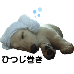 [LINEスタンプ] イエローラブラドール③