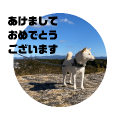 [LINEスタンプ] 白柴ワン太日常7