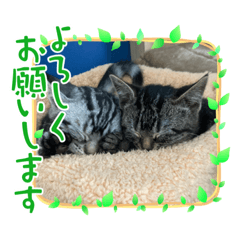 [LINEスタンプ] 可愛い猫  猫好き集まれ！