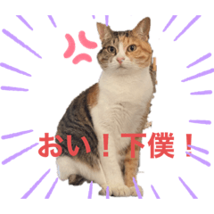 [LINEスタンプ] もがっちもこっち