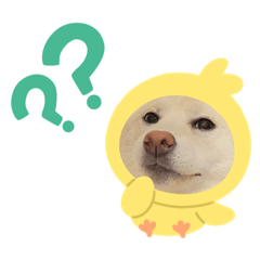 [LINEスタンプ] 柴犬らむるんฅ´•ᴥ•`ฅ