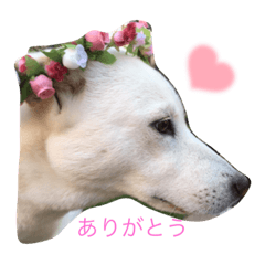 [LINEスタンプ] 紀州犬 琥珀ちゃん ①