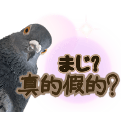 [LINEスタンプ] 可愛い鳩の台湾華語と日本語のスタンプです