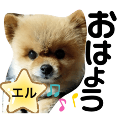 [LINEスタンプ] 我が家の家族達(^○^)