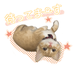 [LINEスタンプ] ポメとボーダーと時々猫