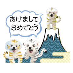 [LINEスタンプ] 虎マルチーズ！で新年のご挨拶♪