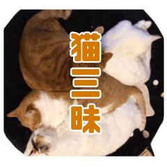 [LINEスタンプ] 猫三昧！8匹集合