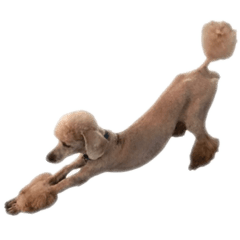[LINEスタンプ] 言葉にできない時の犬スタンプ