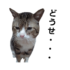[LINEスタンプ] 猫の日常 ちょこっと呼び名