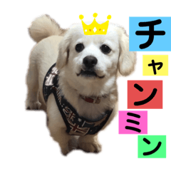 [LINEスタンプ] チャンミン