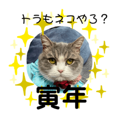 [LINEスタンプ] ミヌエット短足猫☆みゅうみゅう