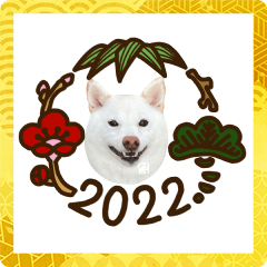 [LINEスタンプ] 2022新年用白柴犬スタンプ（実写）