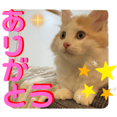 [LINEスタンプ] マンチカンの日常スタンプ2