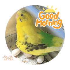 [LINEスタンプ] うめとぴーのカラフルLIFE