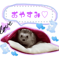 [LINEスタンプ] Hedgehogs Hoku