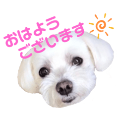 [LINEスタンプ] くぅちゃんV3