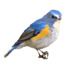 [LINEスタンプ] 野鳥 Wild Bird～身近な野鳥たち～