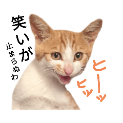 [LINEスタンプ] 【日本ネコスク】公式ねこスタンプ①