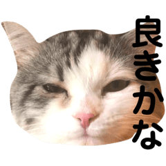 [LINEスタンプ] 豆乳と書いて、ソイと読みます。4