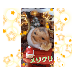 [LINEスタンプ] ハムスターとデグーの行事等