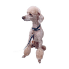 [LINEスタンプ] 言葉にできない時の犬スタンプ2
