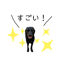 [LINEスタンプ] 黒ラブラドールレトリバー ニッキー