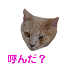 [LINEスタンプ] 猫ちゃんStampss