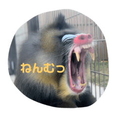 [LINEスタンプ] 可愛い動物たちがいろいろ言ってますわっ