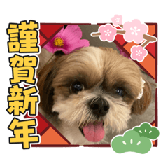 [LINEスタンプ] シーズー犬ぽぽ 2022年末年始