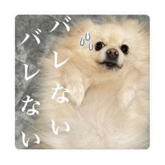 [LINEスタンプ] 璃空とぽんずと愉快な仲間たち2