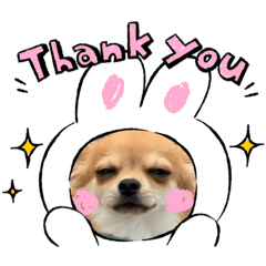 [LINEスタンプ] こてつスタンプ日常版